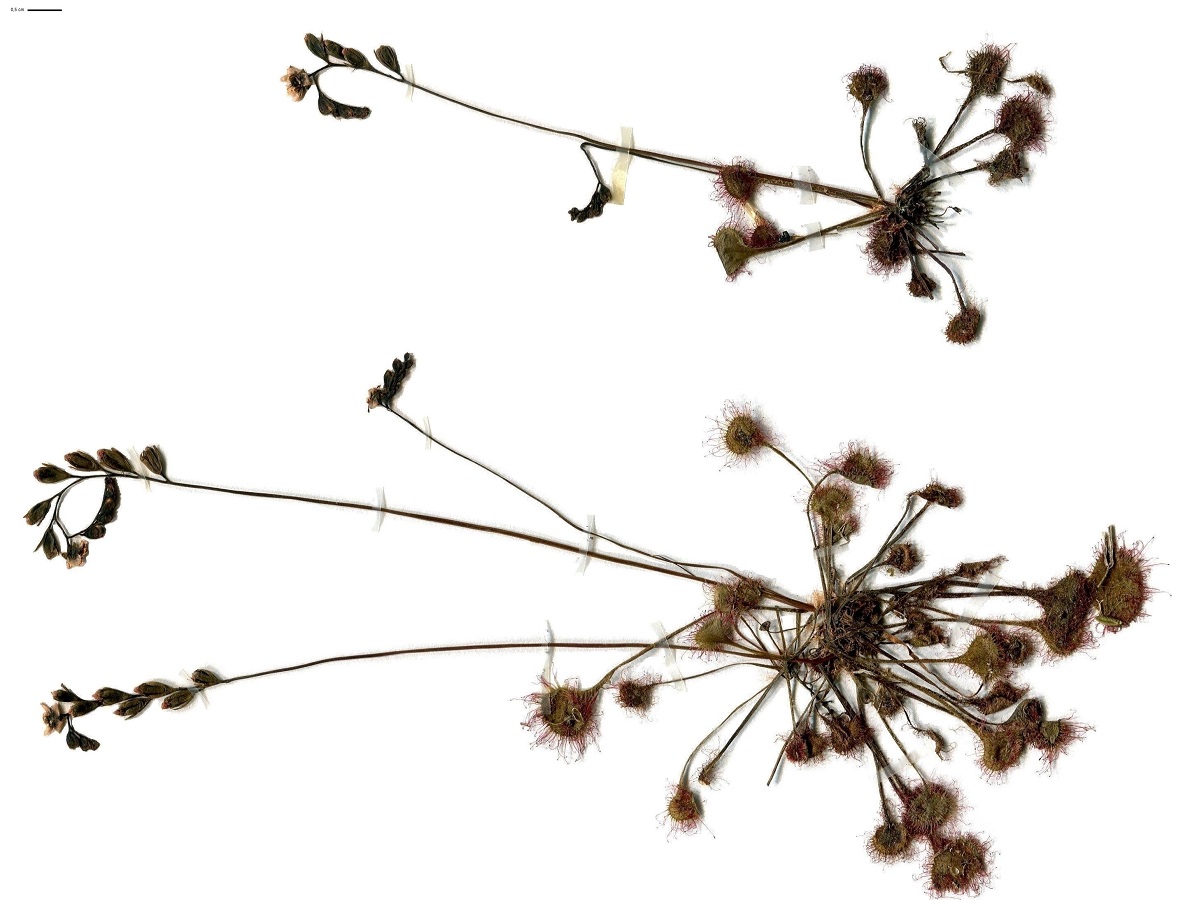 Drosera rotundifolia (Droseraceae)